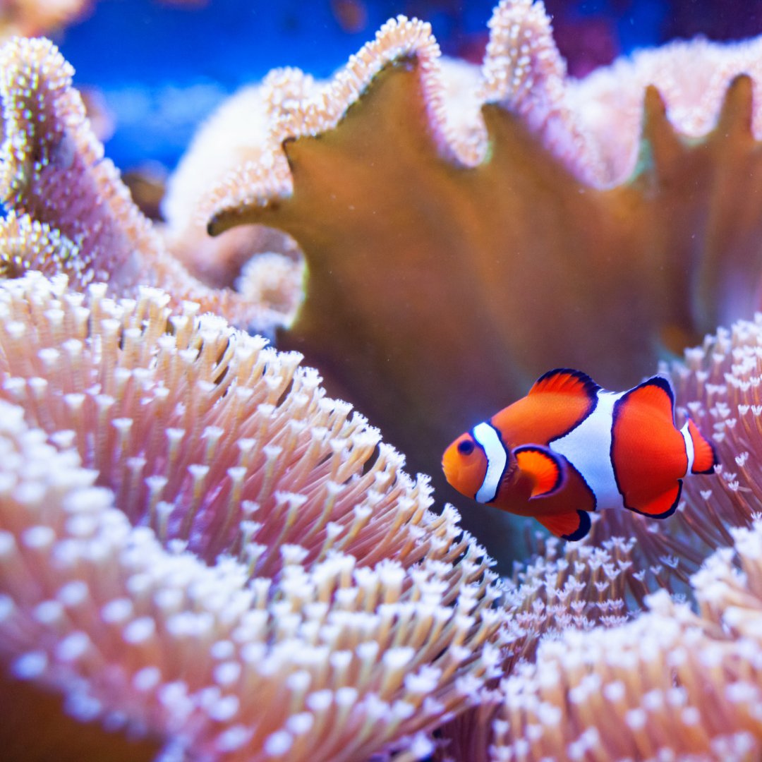 𝗖𝗼𝗿𝗮𝗹𝘀 𝗖𝗮𝗻 𝗠𝗼𝘃𝗲!!! 🪸 While mature corals remain stationary on the ocean floor, baby corals can ride ocean currents and when they find a new suitable place to live, they will swim down and attach themselves to the bottom and grow into a new coral colony. #ReefWorld