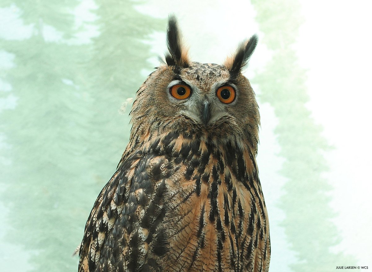 We are saddened to report that Flaco, the Eurasian eagle owl discovered missing from @centralparkzoo after his exhibit was vandalized just over a year ago, is dead after an apparent collision with a building on West 89th Street in Manhattan. bit.ly/3I9o3b8