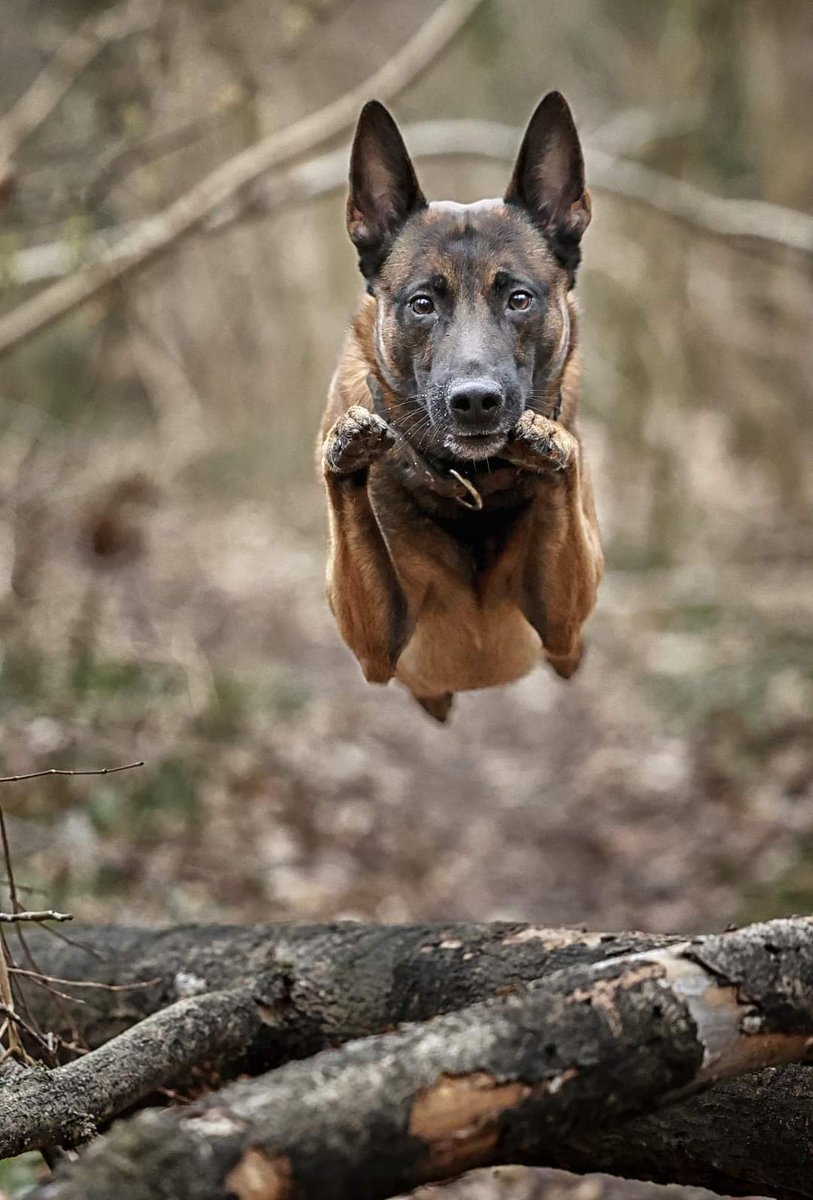 @RadTheMaligator the Maligators developed a secret ability, levitation, to aid them in the pursuit. Sneaky bastards!🤣