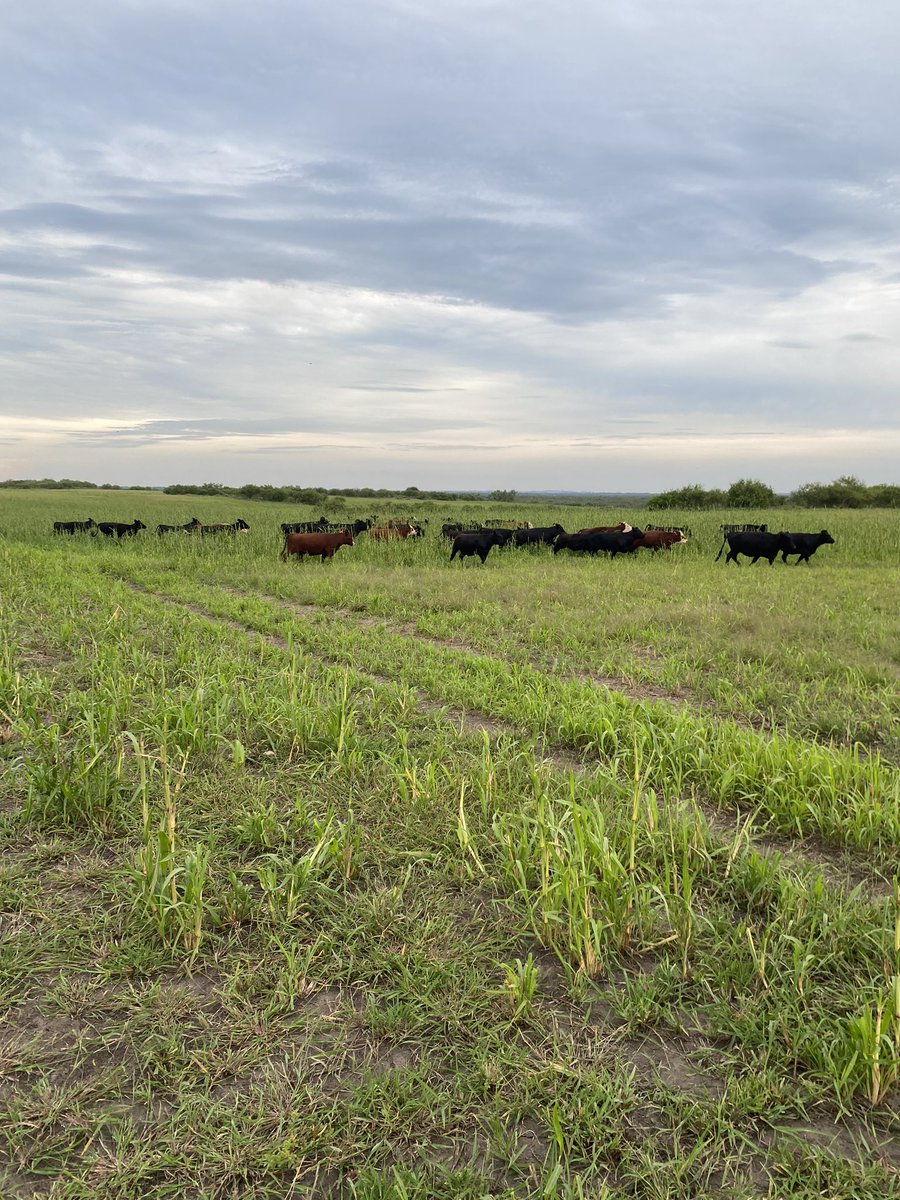 diegolluberas's tweet photo. Recorrida de hoy por sistemas de producción del norte. 1) Pastoreo sobre mix de pasturas megatermicas, 2) pastoreo de mijo. 3) Soja https://t.co/6uxFkXPQmy