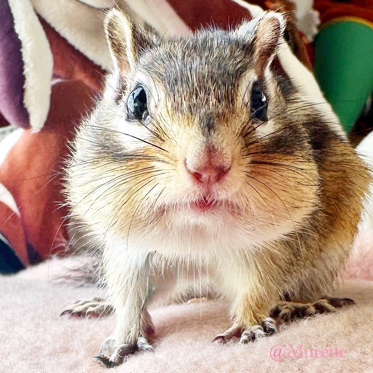 Ruby🐿るびー💗
ほっぺがぷーの可愛いるびー💕
#シマリスるびー #シマリス #リスが好き #ふわもこ部 #シマリスのいる生活 #chipmunkRuby #squirrel #ecureuil #chipmunks #ilovechipmunk #eichönchen #cutesquirrel #chipmunklove #squirels #ほっぺ