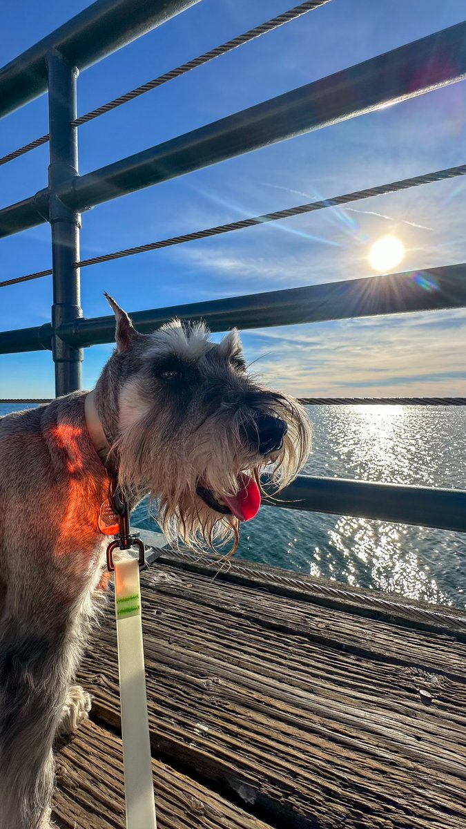 muffinjai's tweet photo. Sunset is spectacular π
It is a pity that the dusk is fast approachingβ¦ π‘ @santamonicapier #SantaMonica #SantaMonicaPier #LosAngeles #SoCal πΊπΈπΆπΎ #DogsOfSantaMonica #DogsOfLosAngeles #DogsOfLA #DogsOfSoCal #DogsOfCalifornia #MiniatureSchnauzer #Schnauzer #TravelDog https://t.co/o7WvFnMhHt