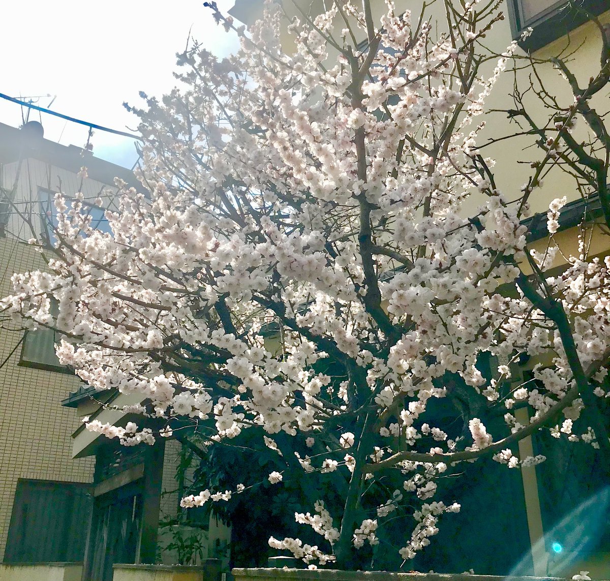 4月からの派遣先の保育園が決まりました。
本当は0〜5歳児の園希望で決まったつもりで面接に行ったら、前日に正規雇用で埋まってしまったと…。派遣は高額スポットだからそこは弱いところ…😞
正規入職はどうかと聞いて頂けて感謝✨
でもまだ派遣にします😄💦
姉妹園の0〜2歳児園にお世話になります🌸