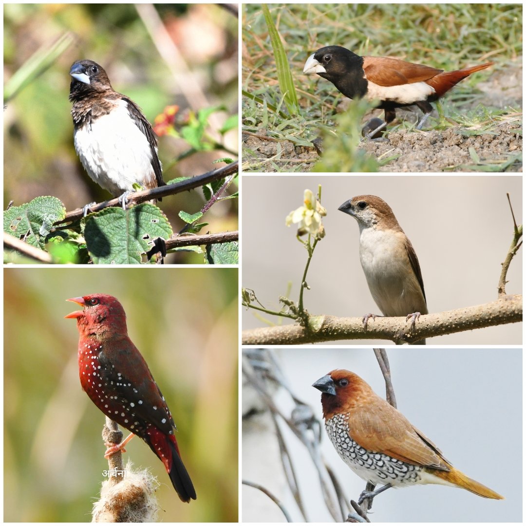 Meri payari muniya ❤️🤍🤎#birdphotography #birdwatching #BirdsUp #BirdsOfTwitter #BBCWildlifePOTD #NaturePhotography #natgeoindia #IndiAves #BirdsSeenIn2024 #ThePhotoHour #TwitterNatureCommunity #nikonphotography