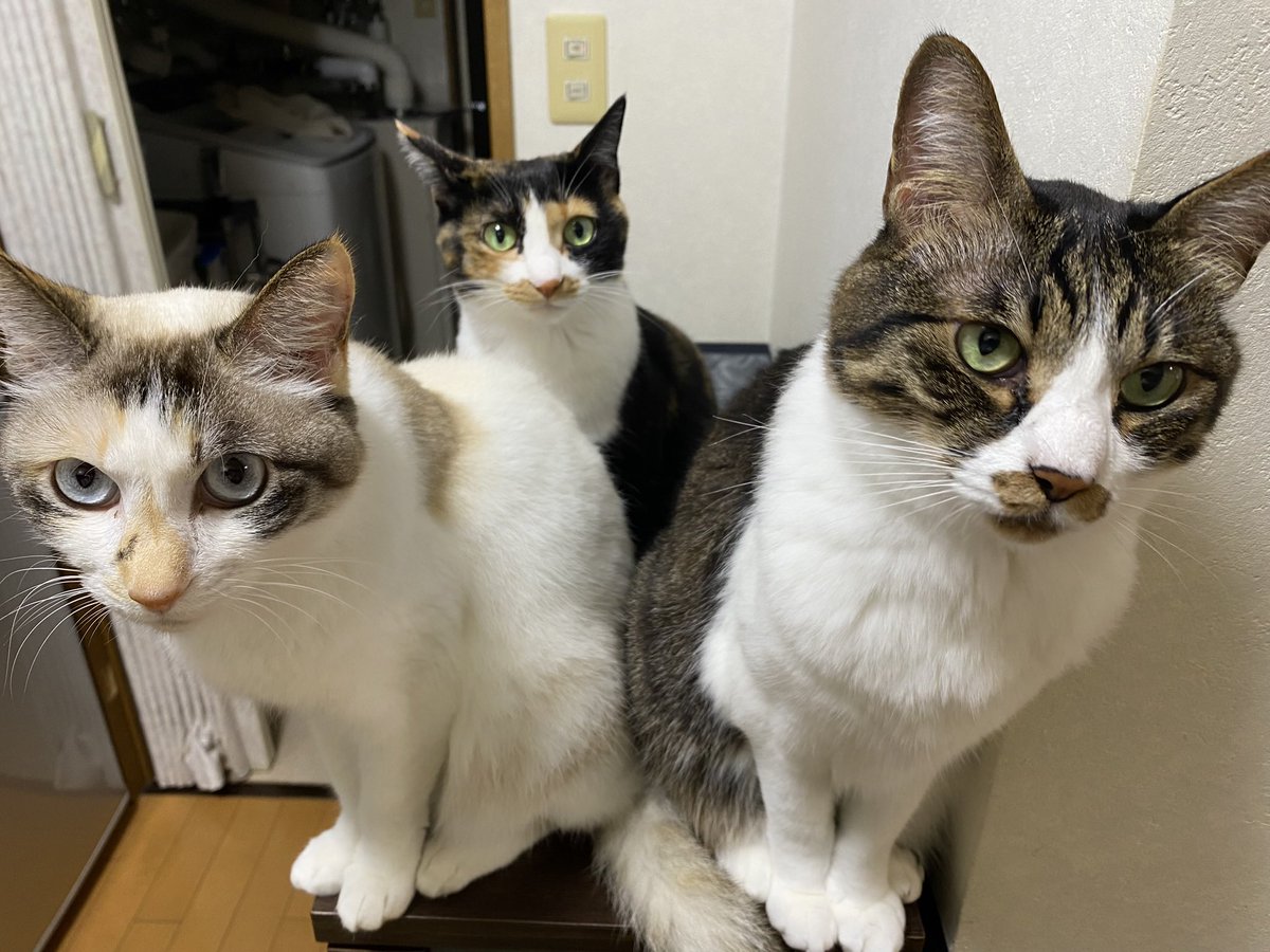 handlelock's tweet photo. 一緒に寝ていた猫が、夜中に後ろ足の爪で人の太ももに穴を開けていった気がするんだけど、夢かと思って朝トイレで確認したら穴開いてた。あと顔も踏んでった猫もいる。どれだ…？ https://t.co/8xbJettcbl