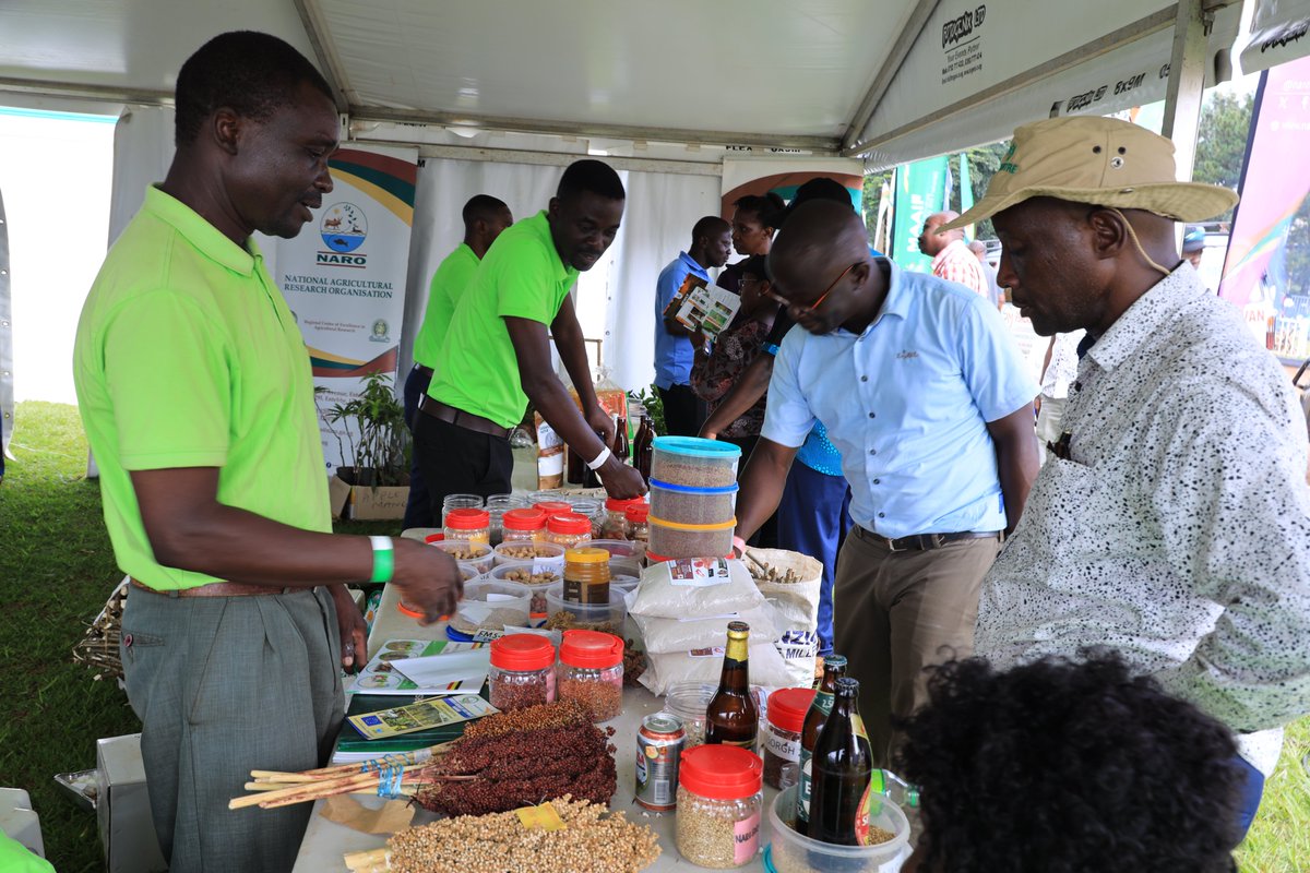 Dive into the future of agriculture at the NARO tent in the #HarvestMoneyExpo! We unveil groundbreaking innovations, the latest crop varieties that are set to revolutionize farming in Uganda. Uganda's agricultural future comes alive. #NAROATWORK