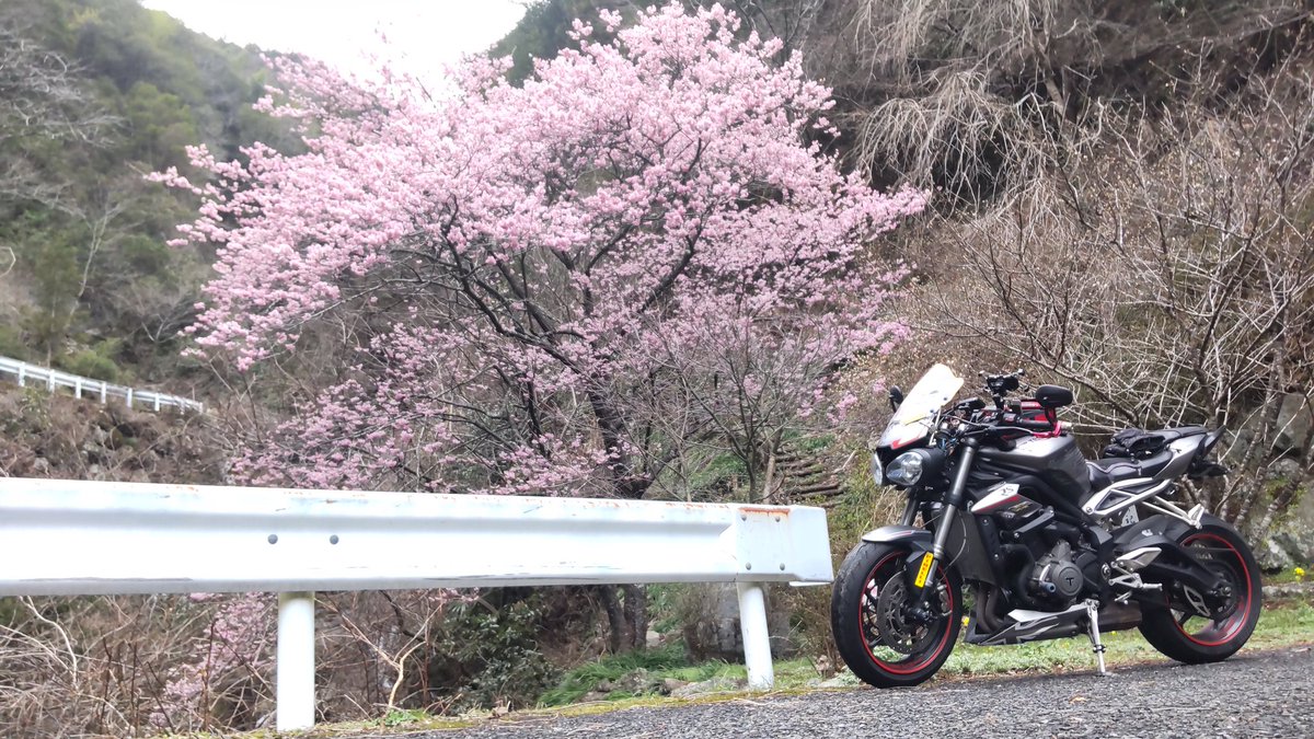 xyz_knight_wing's tweet photo. 三連休唯一雨予報でない本日の彷徨い結果………
春の音の如き開花を楽しむも　先週より10℃近く寒かったんですけど〜🥶💦
でもって、先週のイチゴショート🍰に続き　チョコのショートをホットコーヒーと共にいただきましたとさ☕🤗🎶

#紀念の滝 
#Up_Place 
#Mi_Cafe https://t.co/CYljzOlNRW