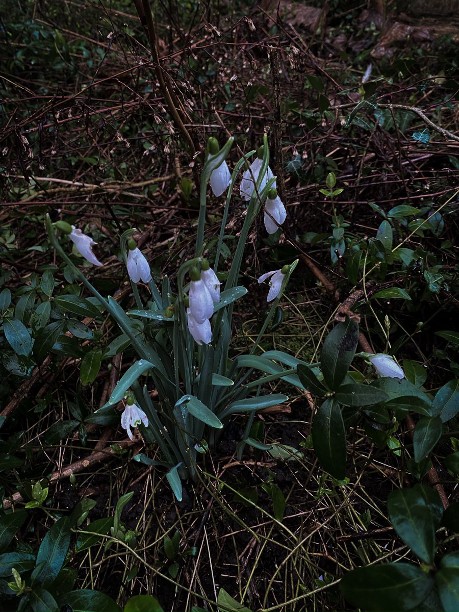 HollyOakLife's tweet image. Yesterday evening when I got home・° 昨日夕方帰宅して迎えてくれた美しい人たち続き(*´꒳`*)スノードロップの白がより輝いてた・＊#flower #februarygarden #frenchcountryliving #countrylife #snowdrops #スノードロップ #クリスマスローズ #フランス暮らし #庭のある暮らし #2月の庭 #田舎暮らし