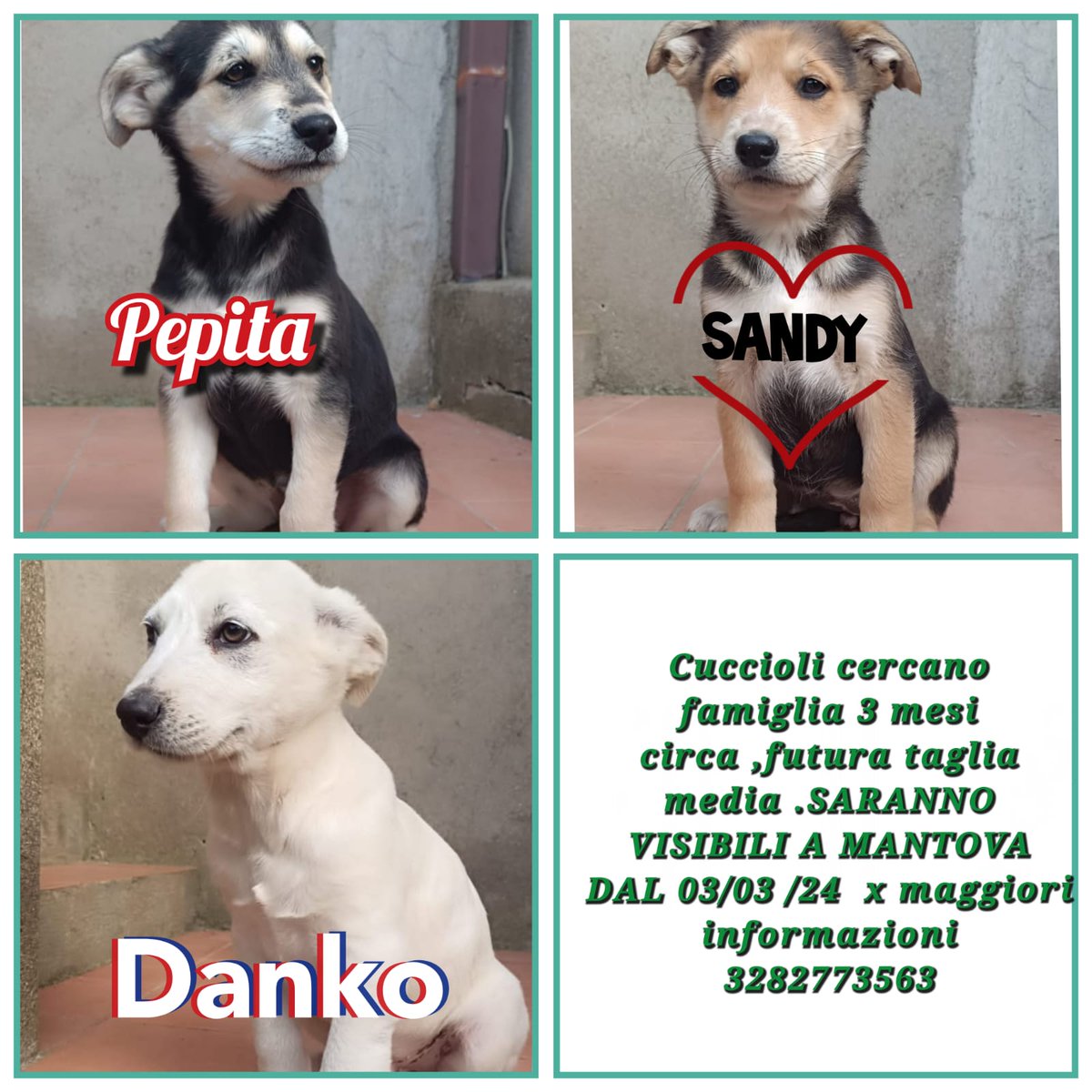 Amici amanti dei cuccioli e degli animali... Aiutiamoli a trovare casa affinché il canile sia solo un passaggio
🍀🌷🍀🌷🍀🌷🍀🌷🍀🌷🍀🌷🍀🌷
Sono meravigliosi,buoni e fiduciosi in un avvenire non dietro le sbarre
Solo NOI POSSIAMO SALVARLI
E NON SAREBBE UNA NOVITÀ, PERCHÉ GRAZIE