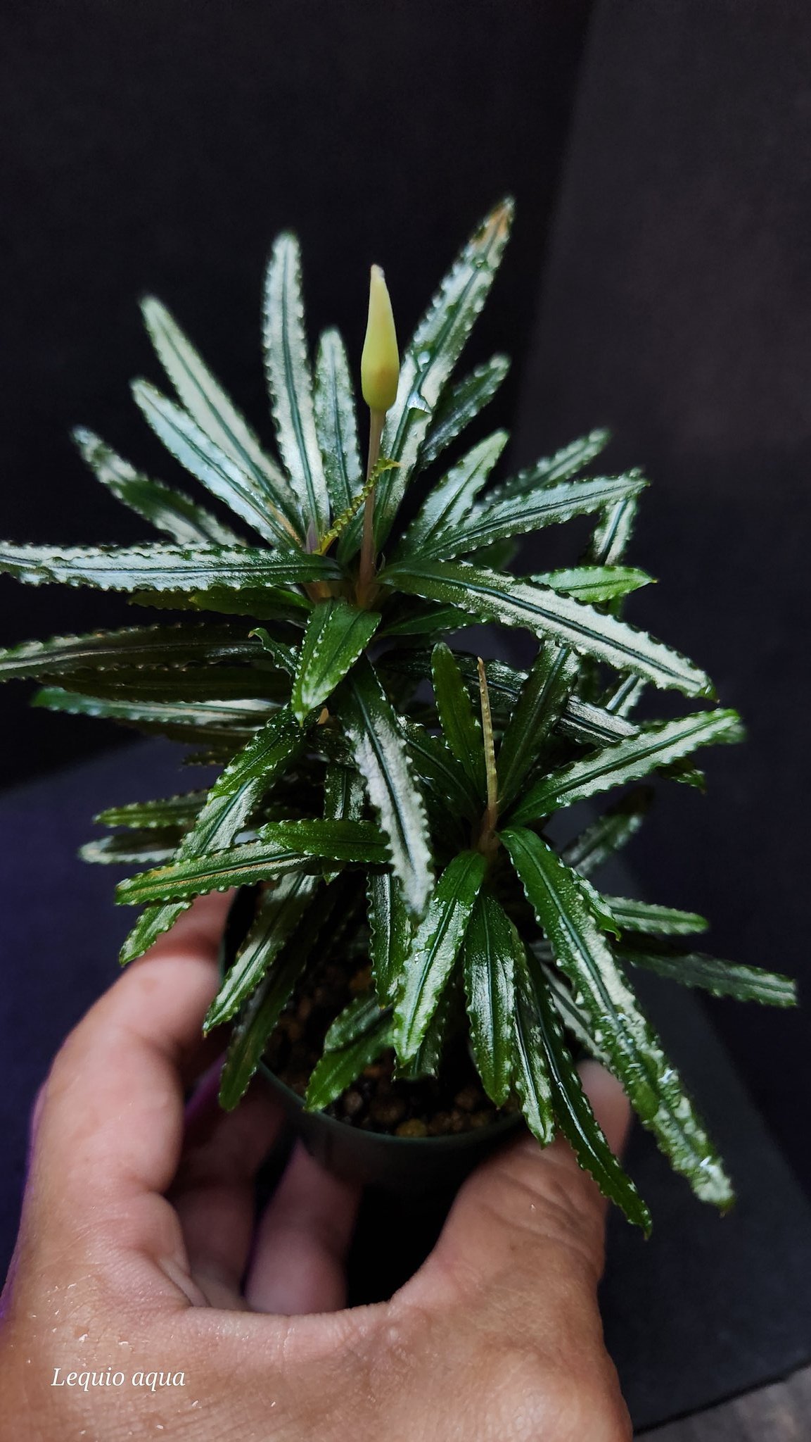 水草 Bucephalandra sp. Serawai2 TB 水草 Bucephalandra sp. Serawai2 TB Yahoo!オークション