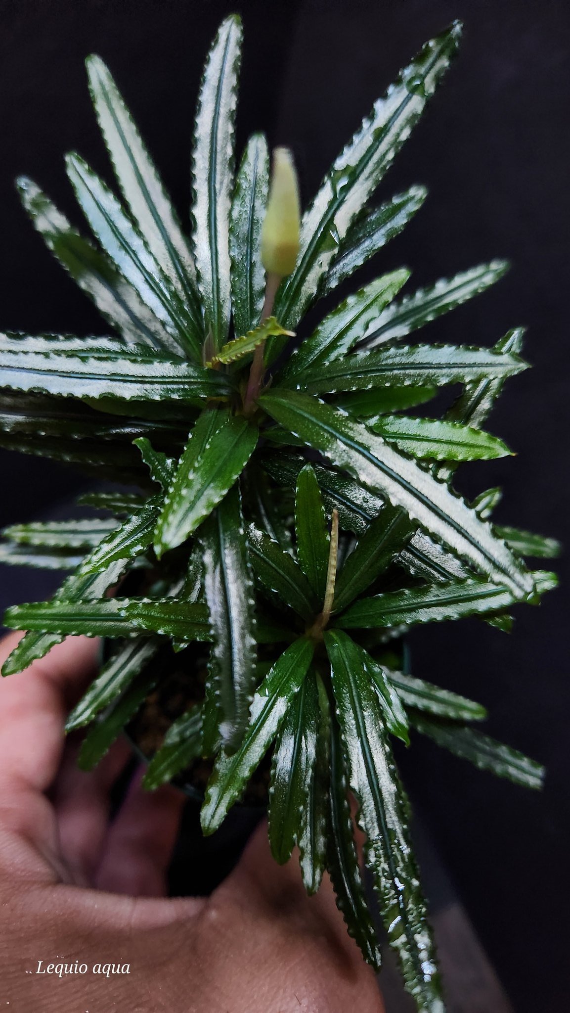 水草 Bucephalandra sp. Serawai2 TB 水草 Bucephalandra sp. serawai2 水草 Bucephalandra sp
