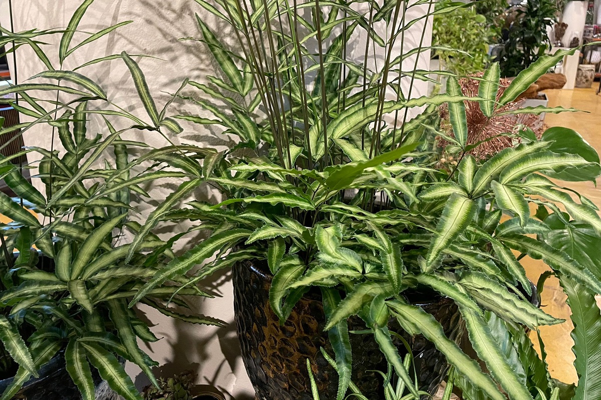 Le foglie della Pteris sono lunghe ed eleganti, con colori che sfumano dal bianco al verde scuro. Vieni a trovarci per scegliere la tua o scrivici per una consegna a domicilio!
capoverde.com/fiori-piante/c…
#capoverdemilano #pteris #pteriscretica #felce #consegnapiantemilano