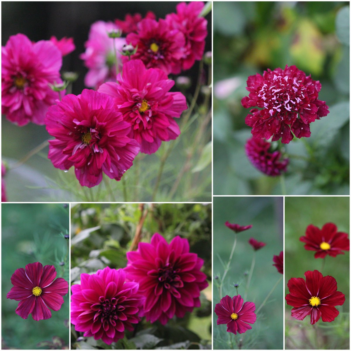 Pretty in pink for #SixOnSaturday. #Cosmos, #Dahlia and #Sweetscabious. Happy Saturday to all.