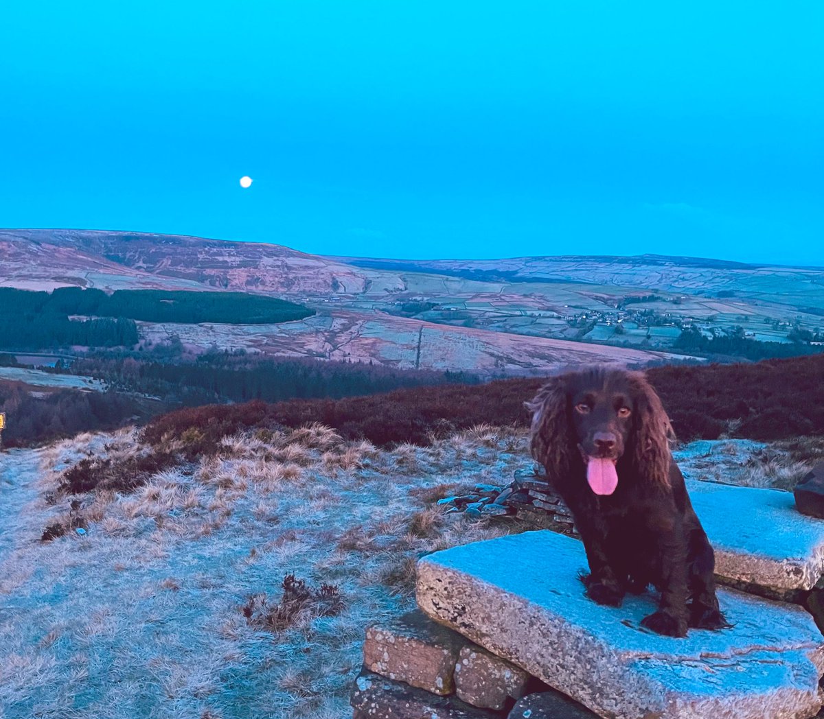 Me and Fig up with the moon this morning! We couldn’t sleep for some reason 😏 see you all at Oakwell, don’t forget you’re scarves @BarnsleyFC