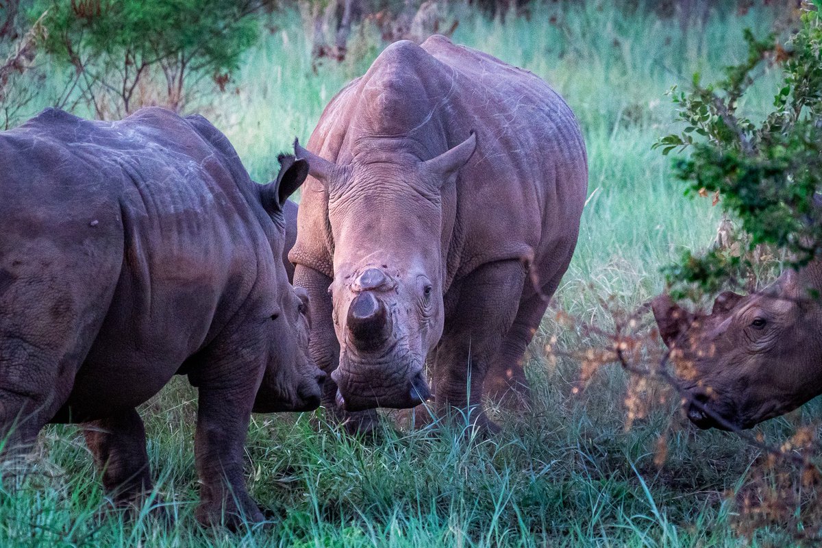 I peered through my lens, capturing a scene both awe-inspiring and heart-wrenching. There they were, two rhinos, their horns trimmed to fend off poachers, squaring off in the fading light. Their reddish hue, from a mud bath earlier, gave them an earthy glow.