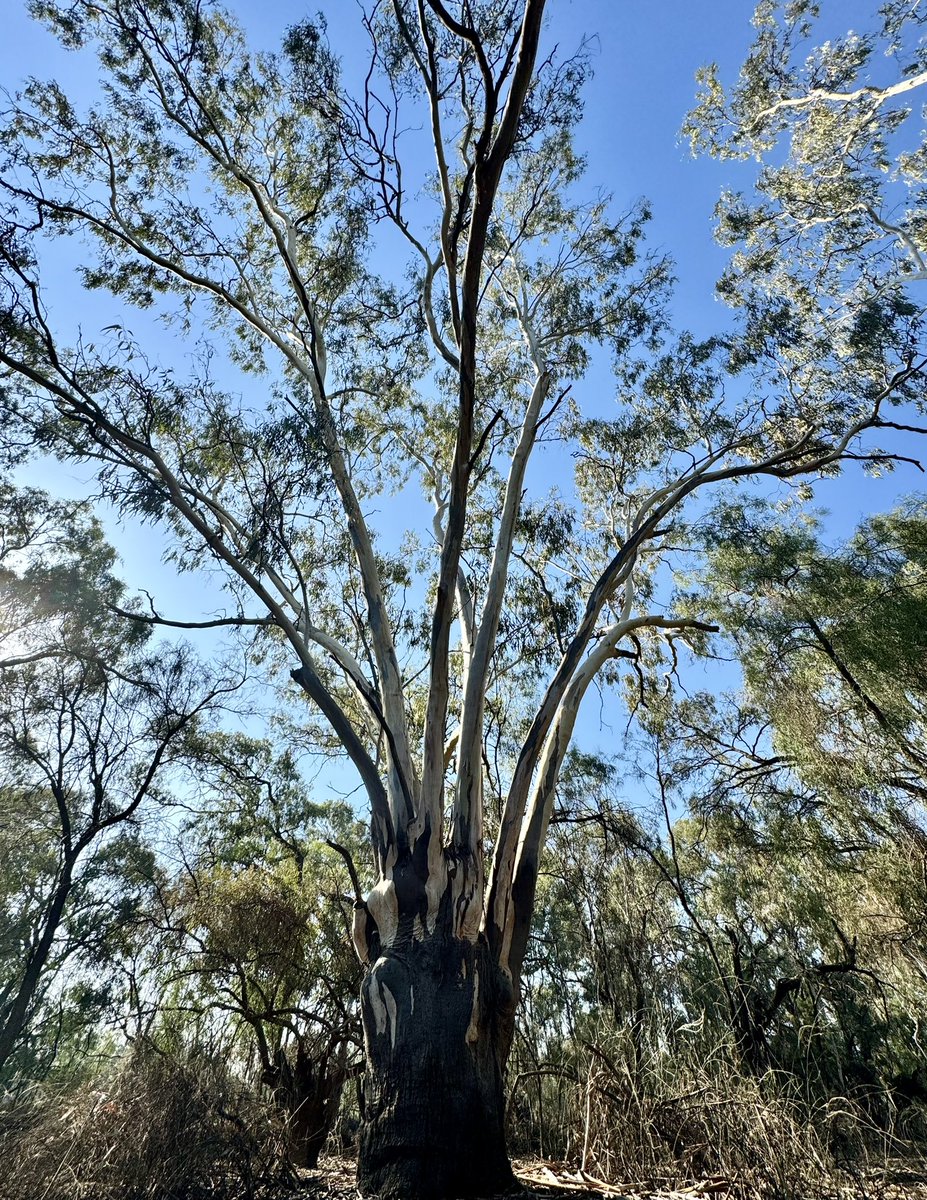 Steph__Paige's tweet photo. What a beautiful evening, walking the Kings Billabong trail out here in Mildura! No matter where I go, @AllTrails never lets me down! #VisitVictoria #VisittheMurray https://t.co/nxtP5kGw4n
