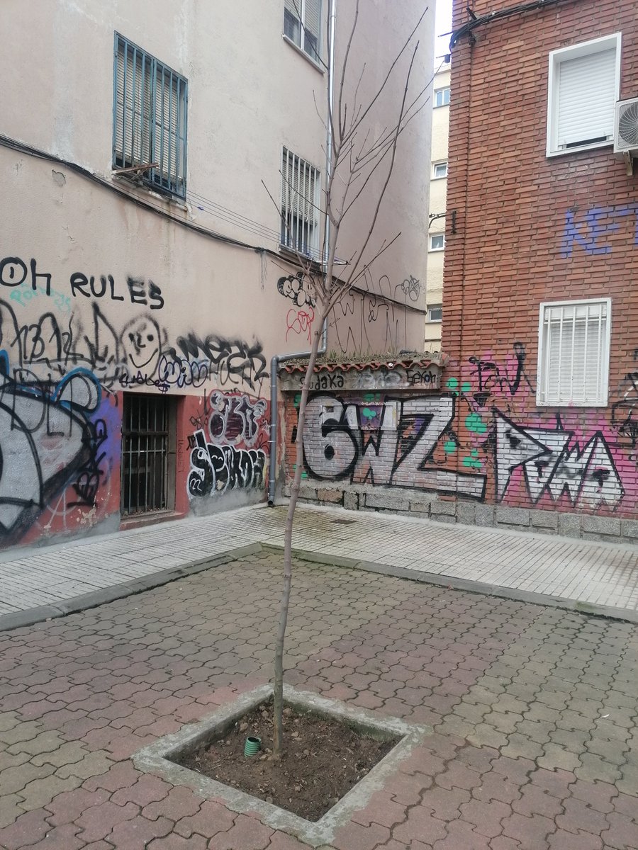 Han reforestado los alcorque de la C/Río Francia, esperemos que respeten estos árboles y nos los tronchen a los dos días como paso con los anteriores.