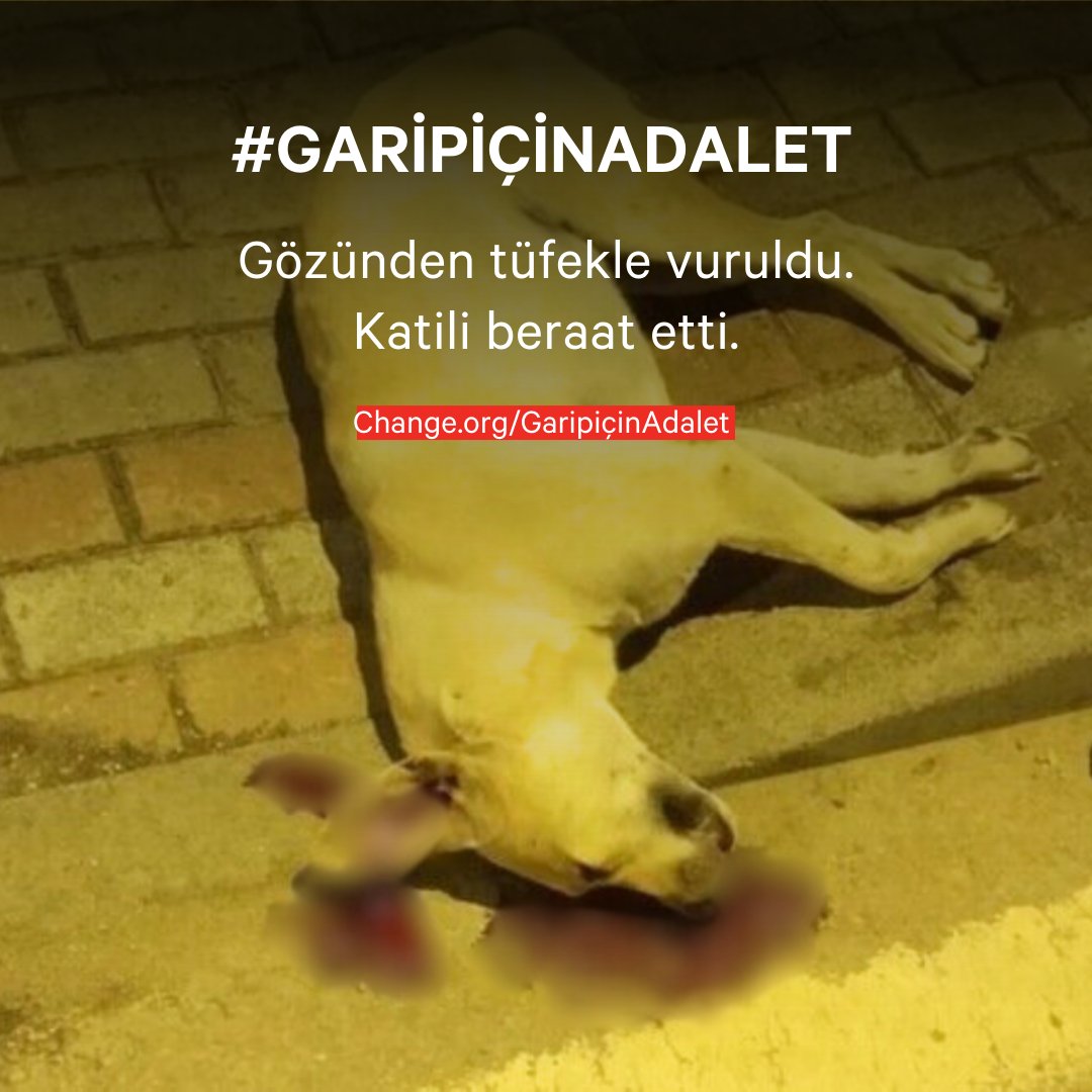 Bir hayvan katliamı daha cezasız kaldı‼️

#GaripiçinAdalet talep eden kampanyayı imzalamak için linke tıkla:
chng.it/7HHY595b