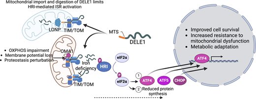 rupress.org/jcb/article/22…
Regulation of proteostasis and innate immunity via #mitochondria-nuclear communication.