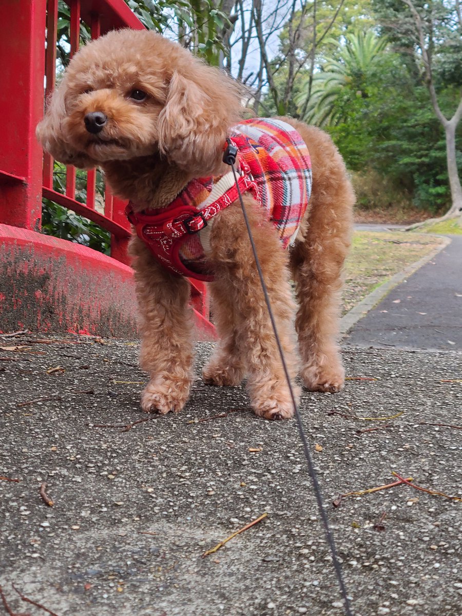 雨☔が続いていたので
久しぶりのお散歩です

#トイプードル #犬好き #犬のいる生活 #犬好きさんと繋がりたい