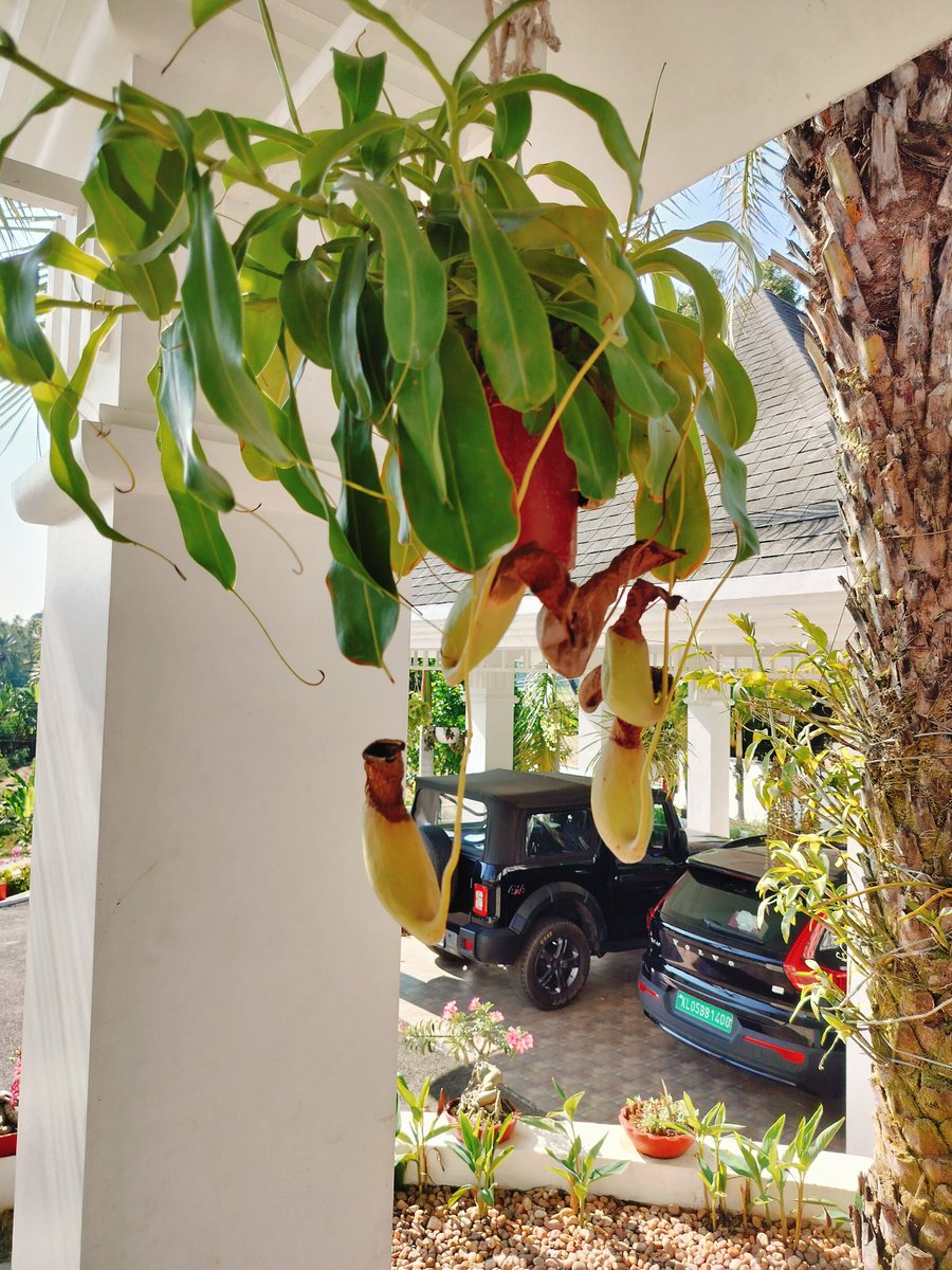 Theme_pic_india_plants

Saw a Pitcher plant at a cousins place and cudnt resist clicking!