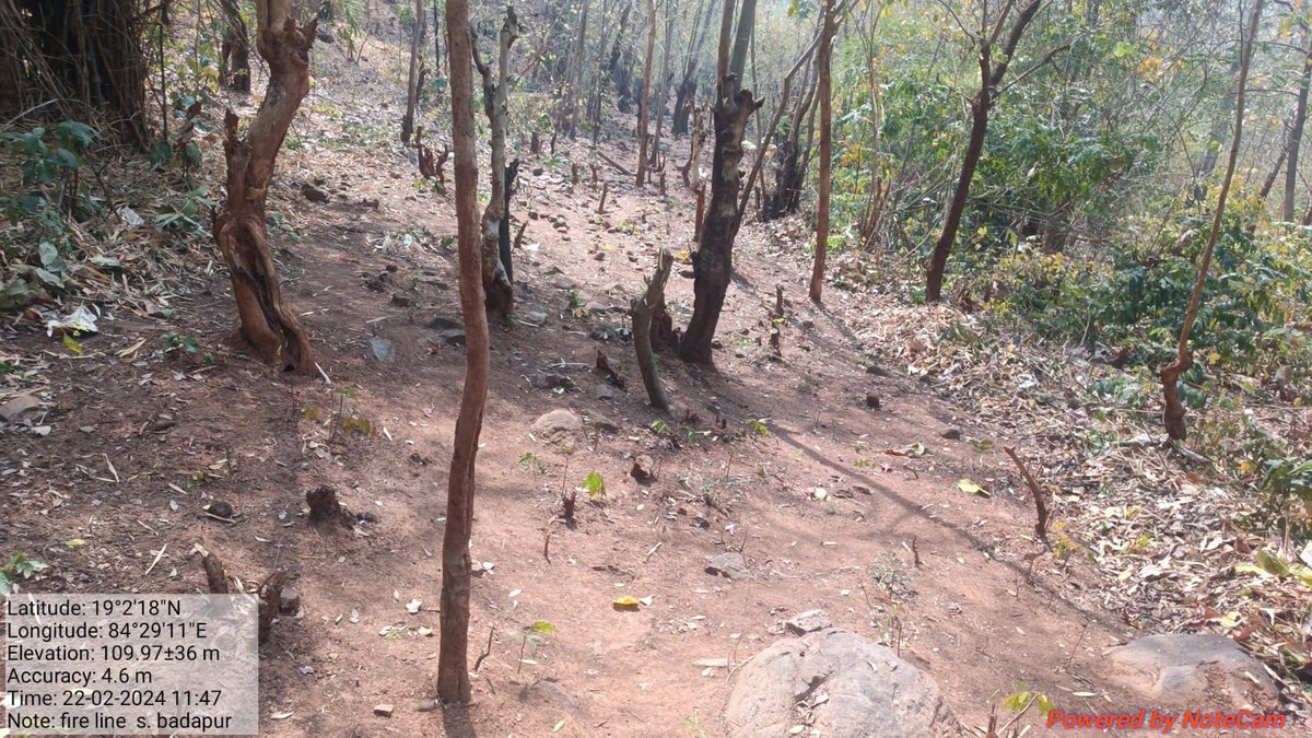 Fire line clearance work in progress in different forest blocks of Samantiapalli Range as measure to prevent forest fire .