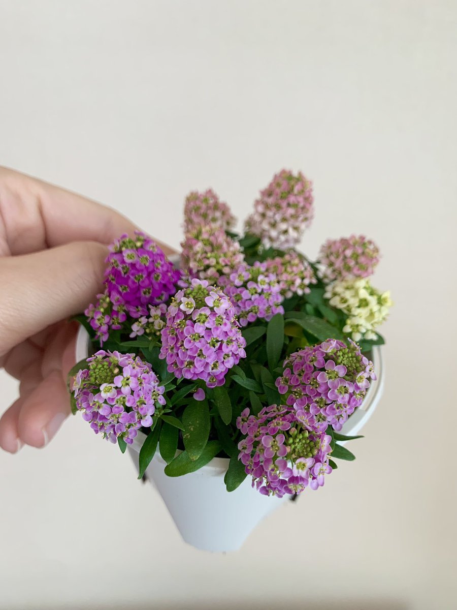 알리섬 꽃이 엄청 오래가는구나💕