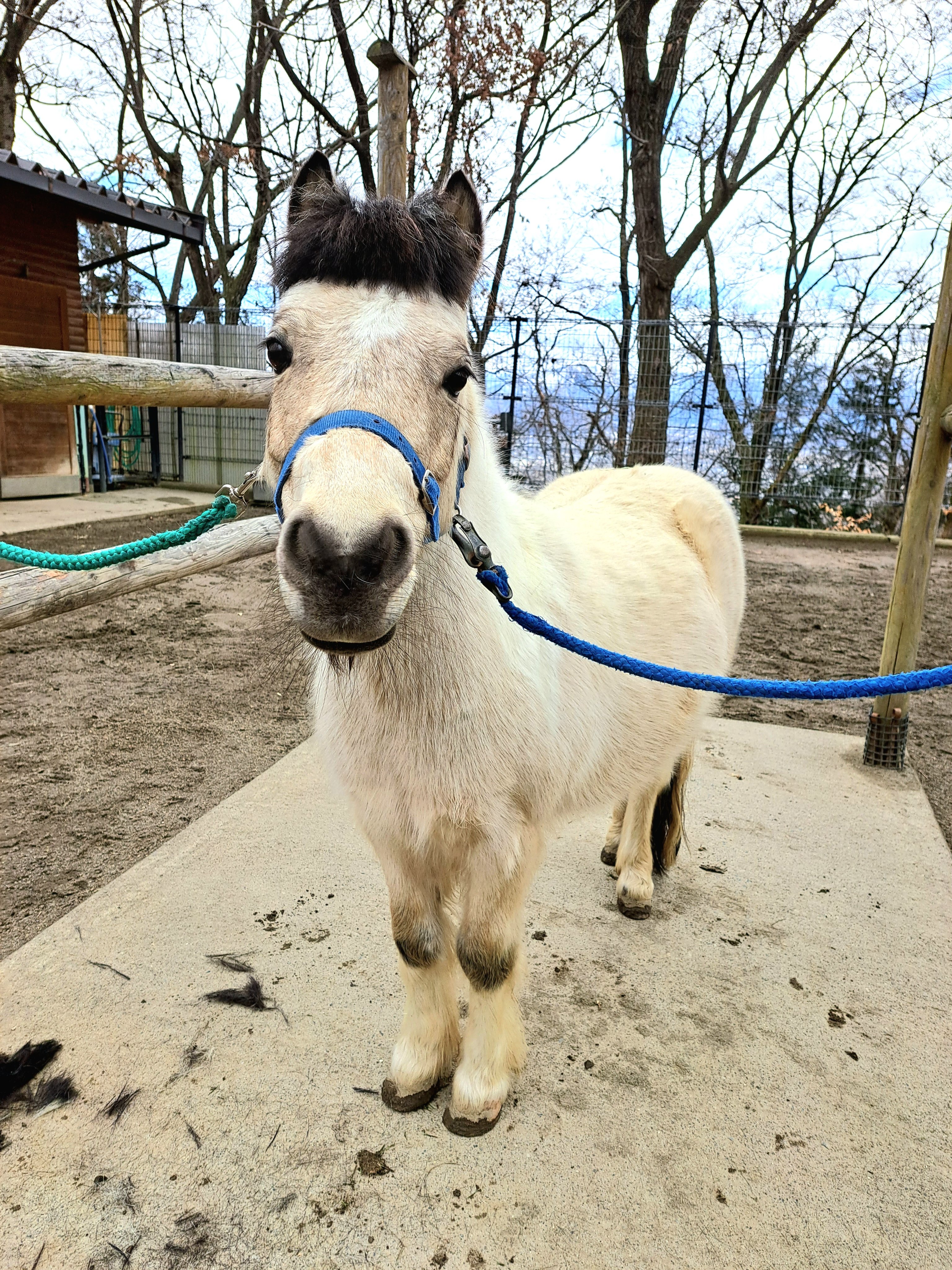 【ずっちゃん】動物　サイチョウ　イノシシ帽子 ずっちゃん様 専用】動物 サイチョウ イノシシ帽子 （馬キャップ