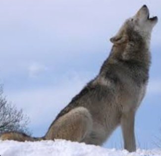 Bendigo Smash Brothers tweet media