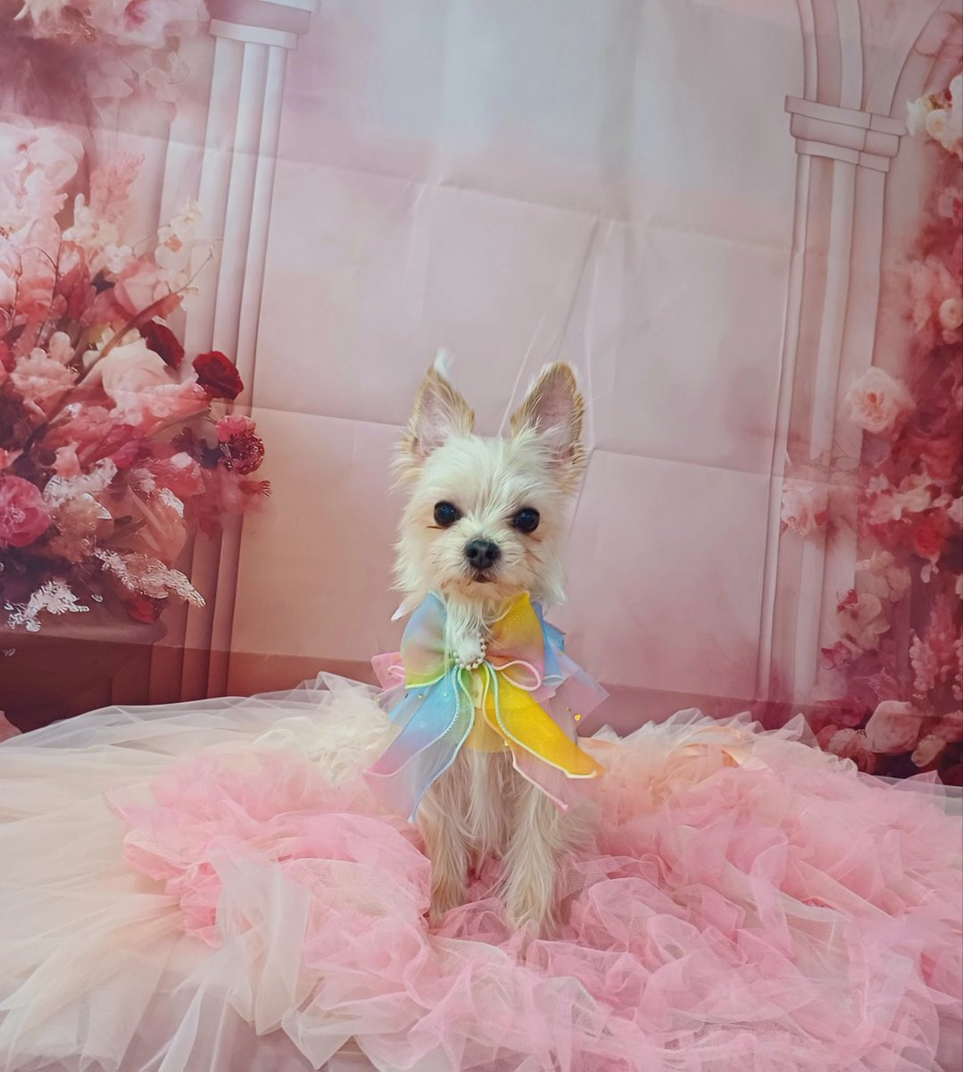 [노견이지만 입양 홍보해보아요.] 영광군에서 파양된 10살/남아/요크셔테리어 짱구. 중년부부께서 잘 키우시다가 하루하루 생계를 이어나가는 입장이라더 케어가 어려워 파양하였고, 이대로 두면 유기견이나 보호소행이라 개인구조하였습니다. 중성화되어 있고 아픈 곳 없이 건강합니다.