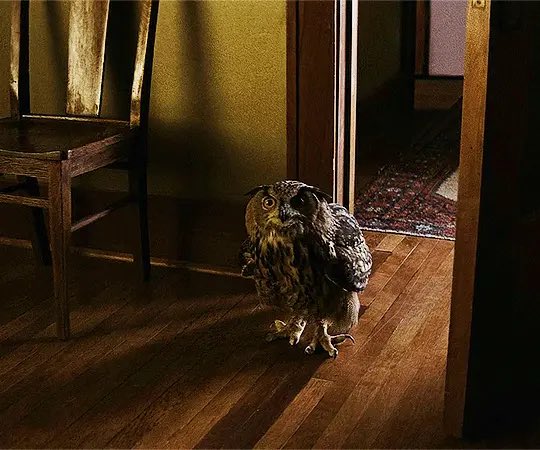 Paiman Kalayeh tweet media