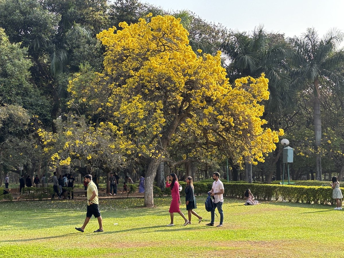 Tabeubuia golden trumpets,burst of spring in Cubbon Pk Blore “ Stay,stay,Until the hasting day Has run But to the even-song;We have short time to stay, as you,We have as short a spring;We die As your hours do,and dry Away,Or as the pearls of morning's dew, Ne'er to be found again