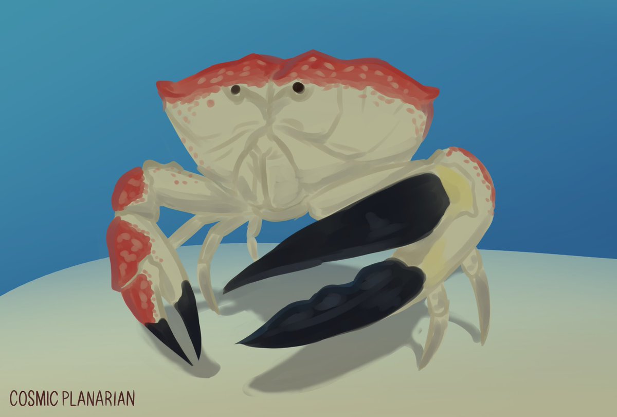 100 Days of Sea Creatures Day 93 - Tasmanian Giant Crab (Pseudocarcinus gigas) Only 7 left to go #smallartist #seacreatures