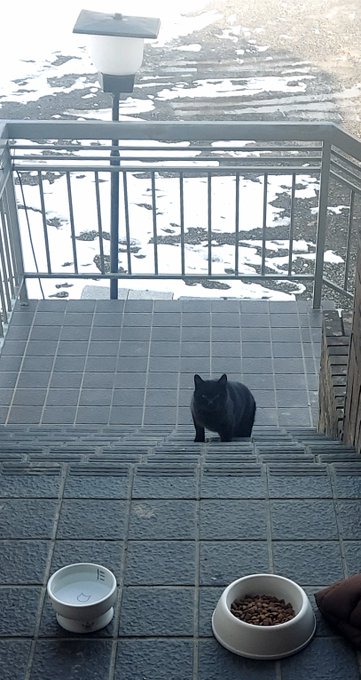 「黒猫 野外」のTwitter画像/イラスト(新着)