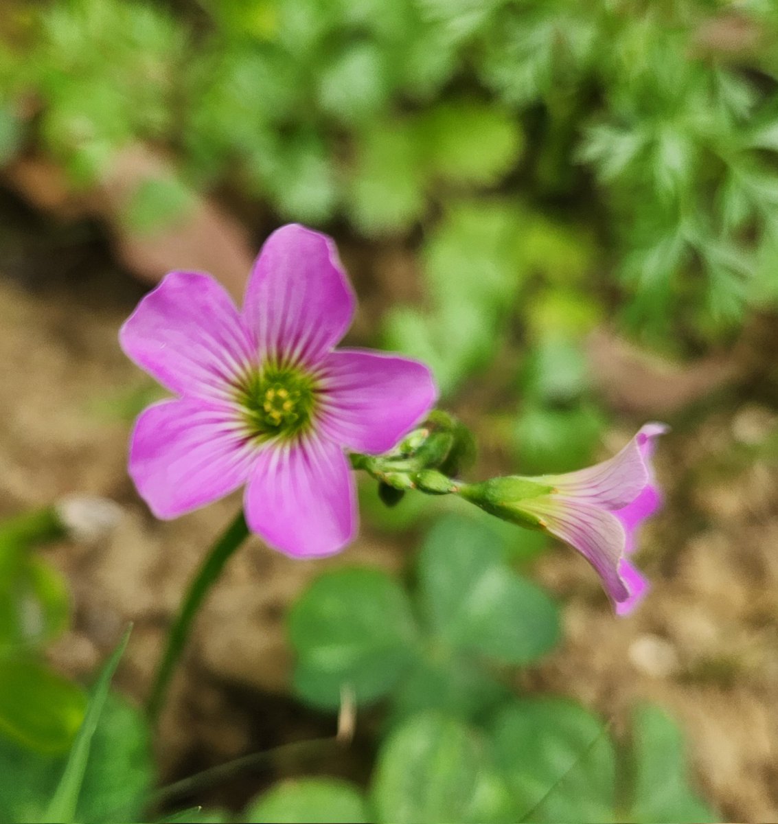 rainwatersystem's tweet photo. #PinkOxalisFlower #PinkOxalis #OxalisFlower #WildFlower #SmallFlower #Oxalis #SoilCover #RainGarden #BasicGarden https://t.co/XGA0bZgKXY