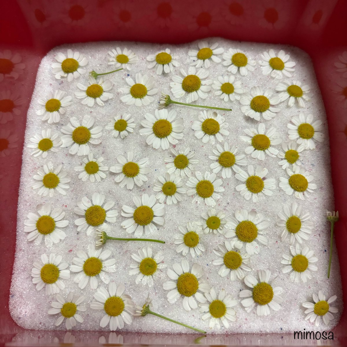 mimosa_handmade's tweet image. 可愛いお花を初めて自分でドライフラワーにしてみようと挑戦！セリアさんでシリカゲル購入してみたのですが、うまく出来るかな...楽しみです𓂃 𓈒𓏸𑁍
#マトリカリア #feverfew