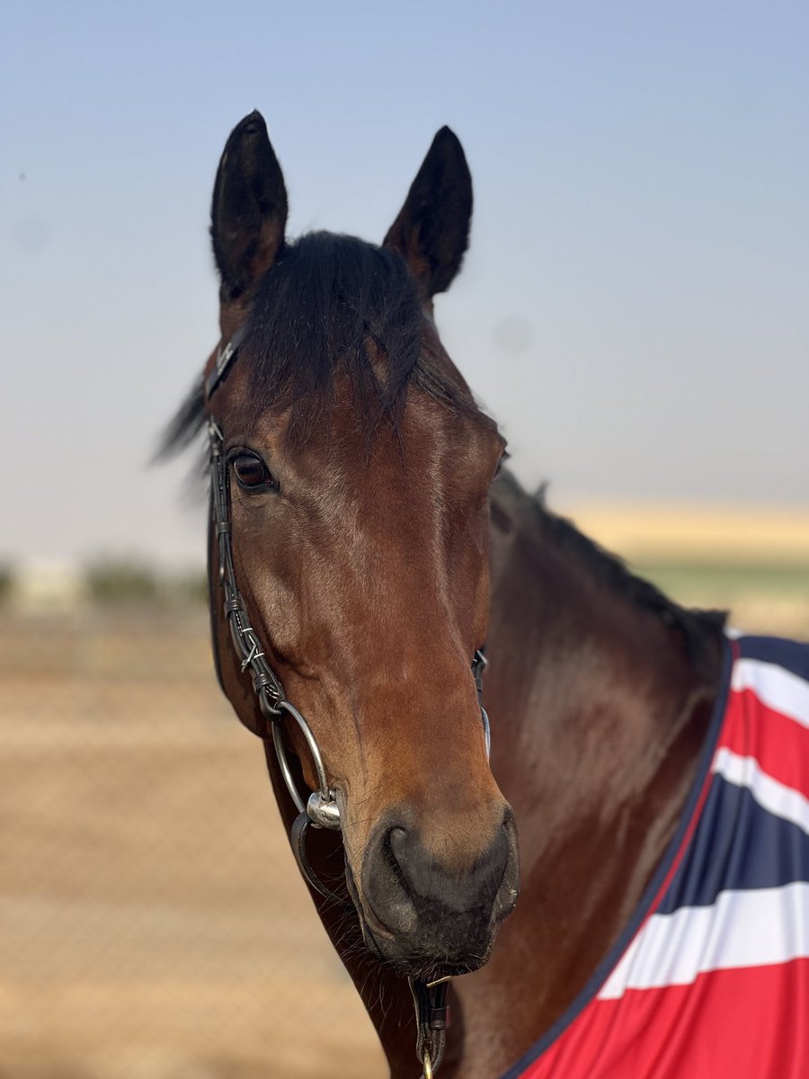 ianwilliamsraci's tweet photo. 🇸🇦 Enemy for Caroline Lyons and Tracey Bell looks to go one better than a year ago in the US$2.5m @Longines Red Sea Turf Handicap @thesaudicup under @RKingscote - his prep has gone smoothly, so just hope stall 14 isn't an issue 🤞🇬🇧 🏆 

👉 https://t.co/e4dFEQurou https://t.co/BhCFssbYPD