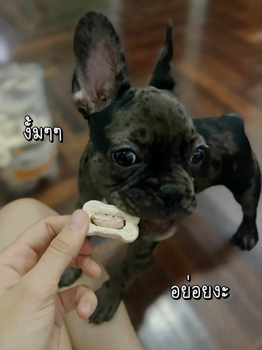 marewiwkandikwa's tweet photo. 🍪✨คุกกี้น้องหมารสตับ 🐶🩷 ของ RENA’S RECIPE เกรดขึ้นห้าง ราคาหลักสิบ น้องบีน่ากินไม่หยุดเลย ไว้ให้น้องทานเล่นหรือให้รางวัลก็ได้ ชิ้นพอดี ย่อยง่าย ถุงใหญ่จุใจเว่ออ
📌แปะพิกัด : https://t.co/MbJOelJwiF
#ขนมน้องหมา #ป้ายยา #รีวิวช้อปปี้ #pet #dogrecipe https://t.co/q324hPd11i