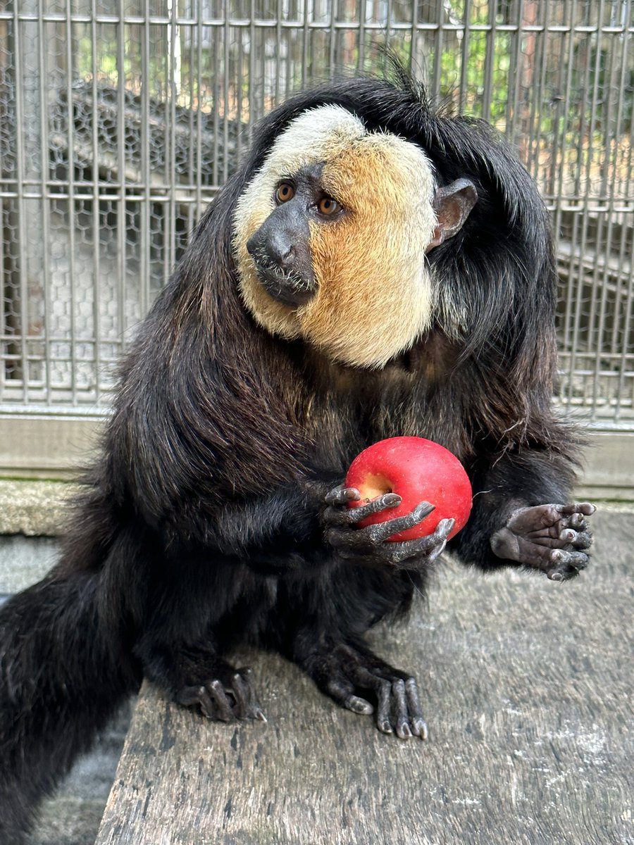 モップくん に #りんご を いただきました🍎 実はこれ！モップくん