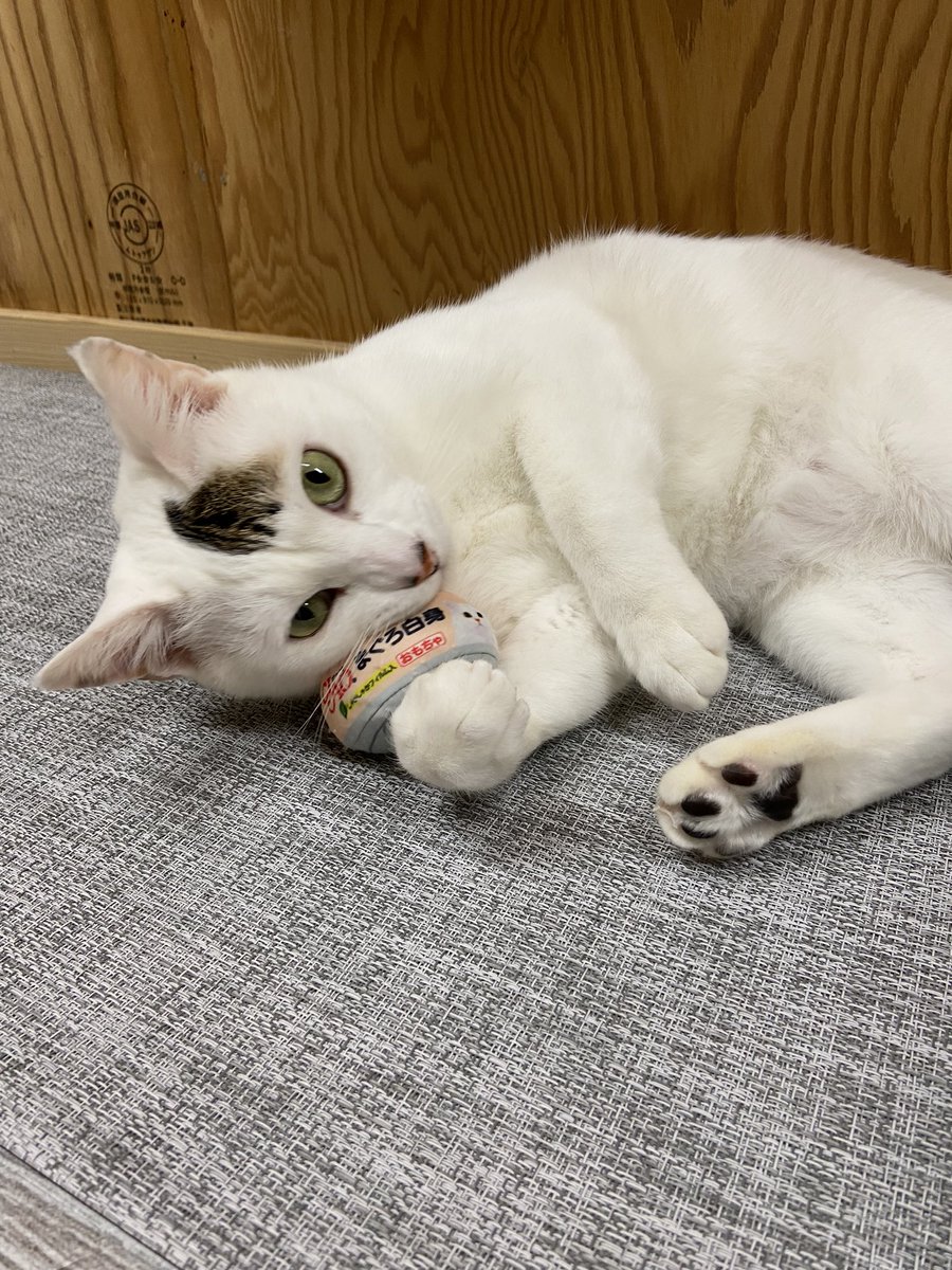 ぴよこ tweet media