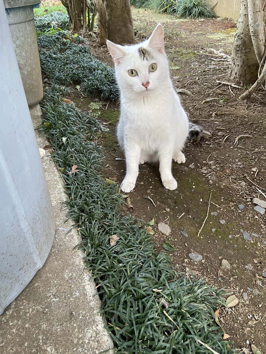 ぴよこ tweet media