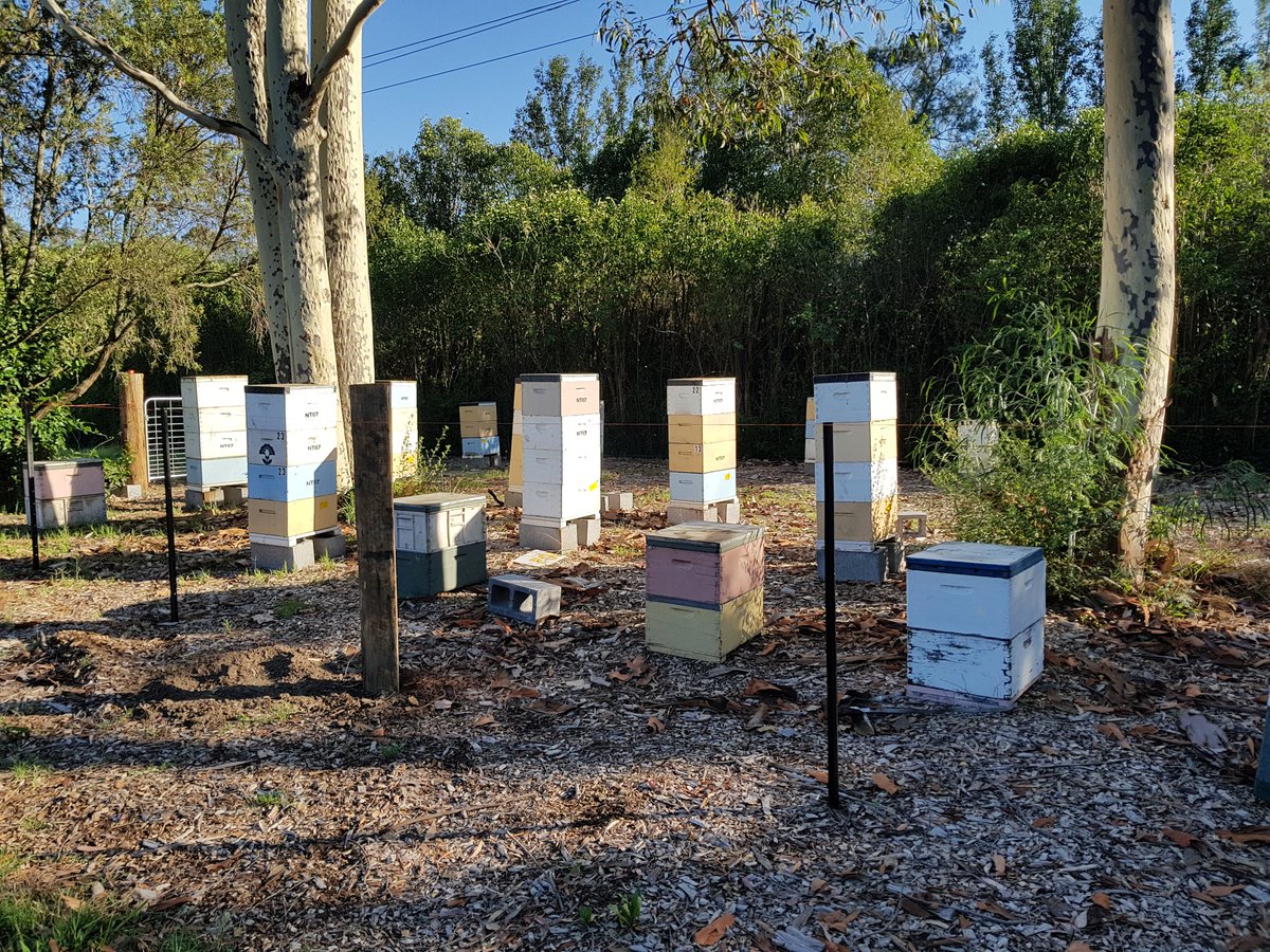 The Wheen Bee Foundation's Research Apiary at Richmond, New South Wales requires a part-time Maintenance Assistant. For a position description, email the Wheen Bee Foundation at info@wheenbeefoundation.org.au Applications close Monday 4 March 2024.