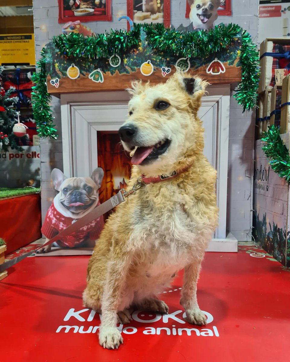 PATICASTAUSTE1's tweet photo. ⭐ ACOGIDA PARA LORENA ⭐
Mirad qué preciosa posaba Lorena en el decorado del Kiwoko el día que estuvimos en Puerto Venecia.
Necesia una casa de acogida hasta que se pueda adoptar.
Es superbuena y tranquila, pasea despacio, hace sus cosas fuera, muy cariñosa, da muy poco trabajo. https://t.co/VvhvIl9uOY