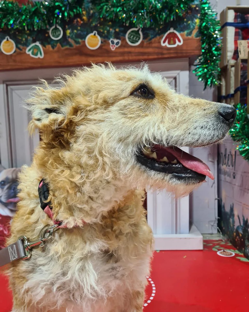 PATICASTAUSTE1's tweet photo. ⭐ ACOGIDA PARA LORENA ⭐
Mirad qué preciosa posaba Lorena en el decorado del Kiwoko el día que estuvimos en Puerto Venecia.
Necesia una casa de acogida hasta que se pueda adoptar.
Es superbuena y tranquila, pasea despacio, hace sus cosas fuera, muy cariñosa, da muy poco trabajo. https://t.co/VvhvIl9uOY