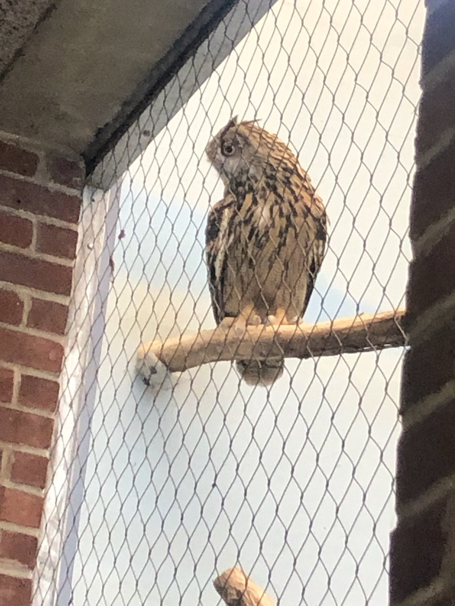 Heartbroken to hear about Flaco. Real tears flowing for a majestic bird that epitomized us NYC residents hope and resilience. Glad though he got to fly free, even for just a year.  fav <a href="/davidlei/">David Lei</a> image, photo taken 7/22. Thanks to my fellow Flaco fans for sharing <a href="/BirdCentralPark/">Manhattan Bird Alert</a>
