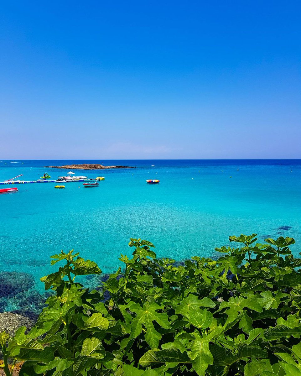 visitcyprus's tweet photo. Did you know that the stunning Fig Tree Bay in Protaras got its name from the fig trees that now stand tall by its golden shores? Local legend has it that the first fig tree was planted by Arab raiders in the 17th century. 🏖️ #visitcyprus #figtree #protaras
📷 IG chooseyourcyprus https://t.co/3M8XqDaDIi