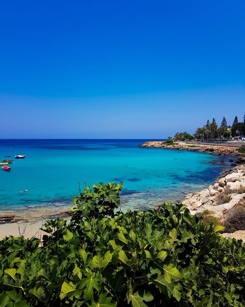 visitcyprus's tweet photo. Did you know that the stunning Fig Tree Bay in Protaras got its name from the fig trees that now stand tall by its golden shores? Local legend has it that the first fig tree was planted by Arab raiders in the 17th century. 🏖️ #visitcyprus #figtree #protaras
📷 IG chooseyourcyprus https://t.co/3M8XqDaDIi