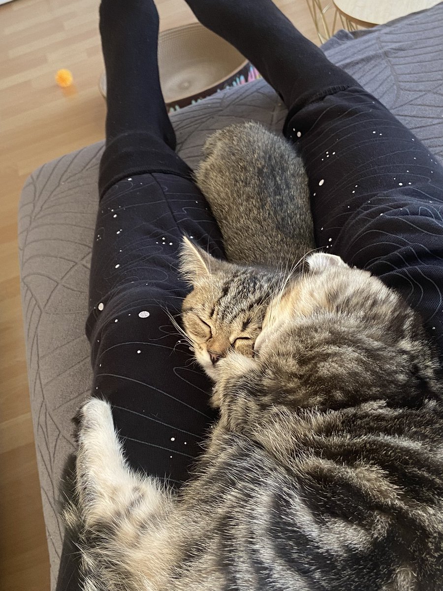 Habe seit gestern zwei kleine neue Mitbewohner und man ist auf mir eingeschlafen.
Cuteness Level Diabetes 😍❤️