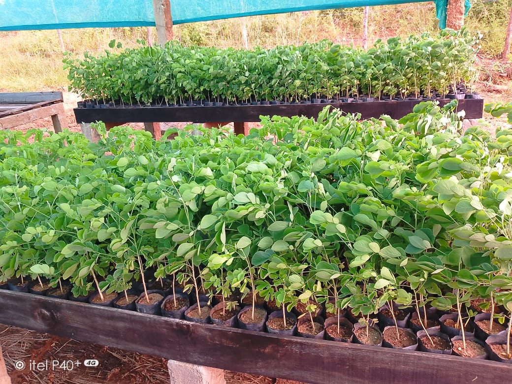 More success with female nursery women at Bongolava: target produce 200,000 seedlings of native trees and out-plant over 75 ha of degraded dry deciduous forest. Thanks @UKBCFs