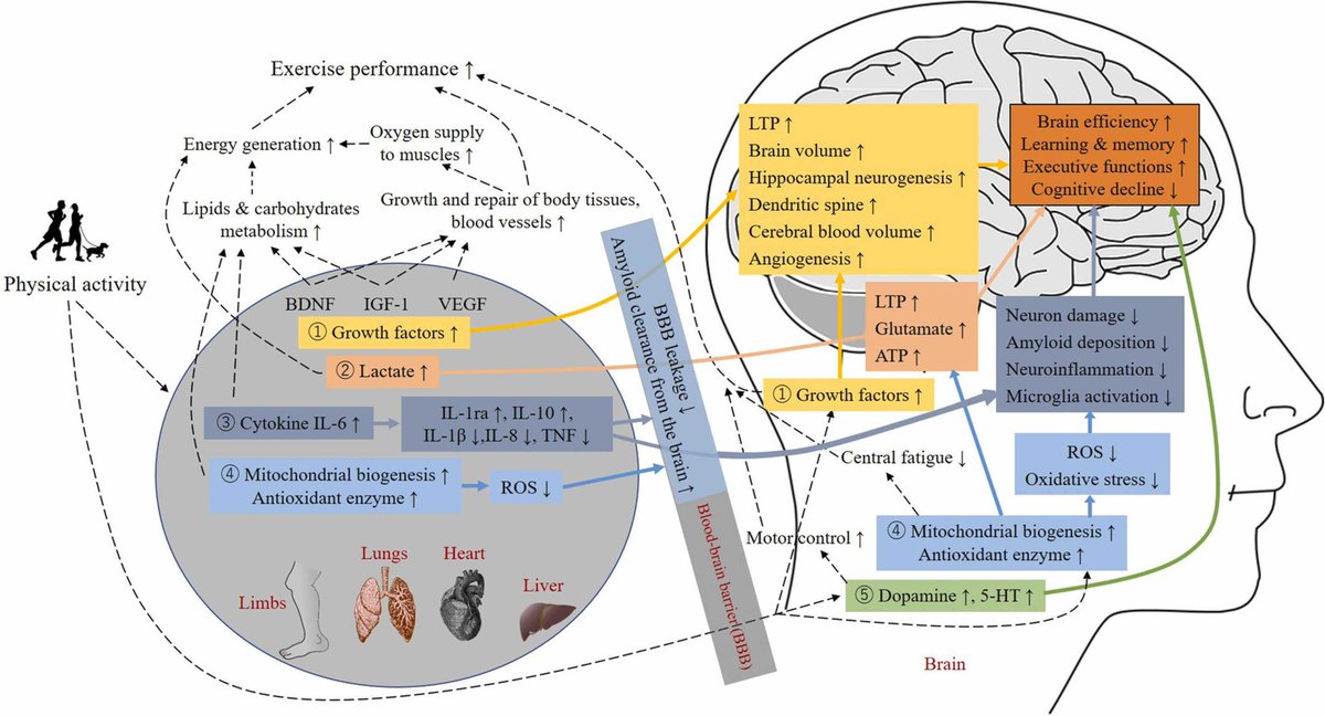 Physical activity for cognitive health promotion: An overview of the underlying neurobiological mechanisms
sciencedirect.com/science/articl…